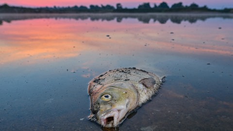 Ein toter Blei liegt am frühen Morgen im flachen Wasser vom deutsch-polnischen Grenzfluss Oder. Der Grenzfluss bräuchte eigentlich Ruhe und weniger Salzeinleitungen durch die Industrie. Doch Hafenbetreiber und Wirtschaftsvertreter beiderseits der Grenze haben andere Pläne: Swinemünde als Tiefseehafen für Containerschiffe, Stettin für Frachtgut. Die Oder als Wasserweg zum Weitertransport gen Süden. 