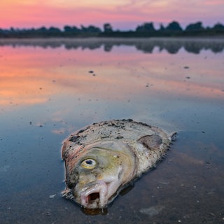 Ein toter Blei liegt am frühen Morgen im flachen Wasser vom deutsch-polnischen Grenzfluss Oder. Der Grenzfluss bräuchte eigentlich Ruhe und weniger Salzeinleitungen durch die Industrie. Doch Hafenbetreiber und Wirtschaftsvertreter beiderseits der Grenze haben andere Pläne: Swinemünde als Tiefseehafen für Containerschiffe, Stettin für Frachtgut. Die Oder als Wasserweg zum Weitertransport gen Süden. 