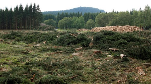Die Bäume müssen weichen: Geht es um menschliche Interessen, zieht die Natur meist den Kürzeren. So wie am Wurmberg im Oberharz. Um eine neue Skianlage zu errichten, werden mehrere Hektar Fichtenwald abgeholzt – eine Katastrophe für unzählige Tier- und Pflanzenarten.