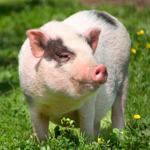 Personifizierte Unlust?! An Schweinen haftet viel Negatives. Vollkommen zu Unrecht, findet der Kulturwissenschaftler Thomas Macho. Auch der Schweinehund, der früher mit den Schweinehirten umhergezogen ist, muss heute mit Vorurteilen kämpfen. Er gilt als motivationslos und faul.