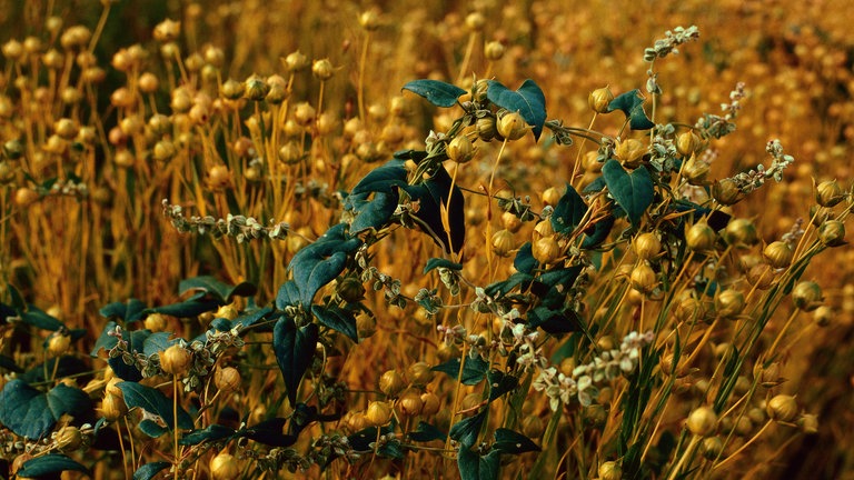 Windenknöterich umrankt Nutzpflanzen, hier Leinpflanzen: Wie der Weiße Gänsefuß kann auch der Windenknöterich (Fallopia convolvulus) agrarwirtschaftliche Schäden anrichten, indem er Nutzpflanzen umrankt und ihnen die Nährstoffe entzieht. Vielerorts kommen dann aggressive Pflanzenschutzmittel zum Einsatz, die jedoch Flora und Fauna erheblich schädigen.