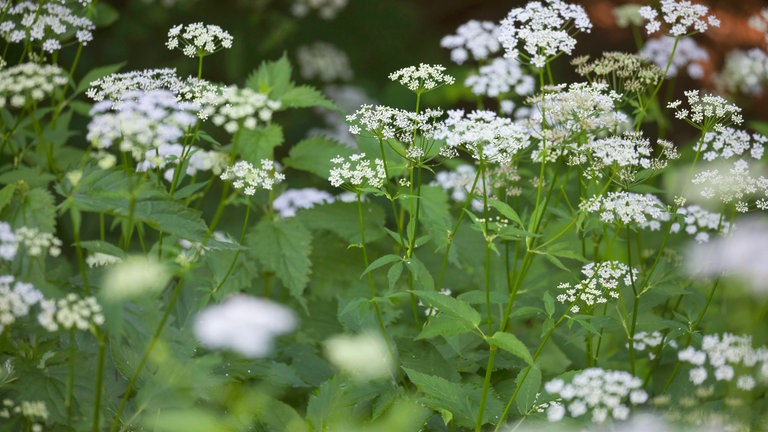 Großflächiger Giersch mit Blüten: Ein unscheinbares, hübsches Pflänzchen und doch gilt er als gefürchtet: der Giersch (Aegopodium podagraria). Das liegt an seinen unterirdischen Wurzeltrieben. Die sorgen dafür, dass der „gierige“ Giersch sich schnell und großflächig ausbreitet. Einmal da, ist er kaum wieder loszukriegen.