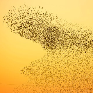 Starenschwarm im Flug am Abend