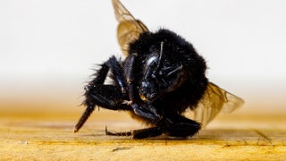 Das Insektensterben hat in Mitteleuropa alarmierende Ausmaße erreicht.