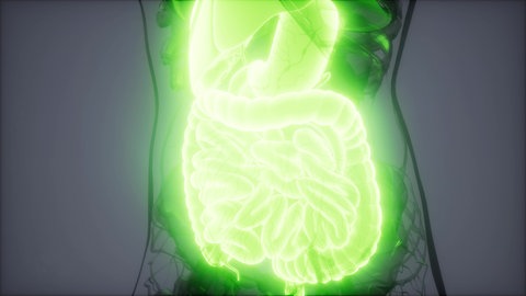 Neue Forschungen deuten darauf hin, dass das sogenannte Reizdarmsyndrom mit genetischen Faktoren zusammenhängt. 