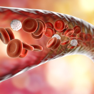 Blutgefäß mit fließenden Blutzellen: Blut ist Leben. Herzschlag für Herzschlag versorgt es Zellen mit Sauerstoff, Energie und Hormonbotschaften. Es ist ein Hightechprodukt der Biologie, repariert selbstständig kleine Verletzungen, wehrt mit Antikörpern und Killerzellen Krankheitserreger ab. 