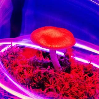 Drogen wie Psilocybin, das in einigen Pilzarten vorkommt, können bei Depressionen und Ängsten helfen. Darauf deuten erste Studien zu diesem Thema hin.