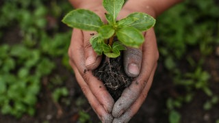 Hände halten einen Baumsetzling: Statt vom fernen Polareis zu reden, muss Klimakommunikation lebensnah und lösungsorientiert sein, damit sie Menschen motiviert.