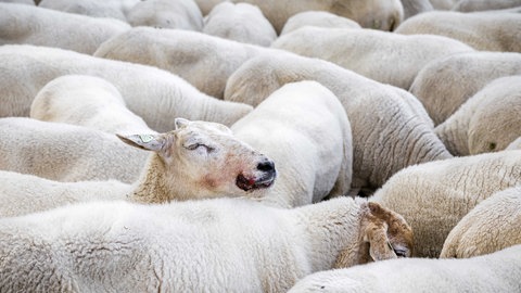 Schafe mit Blauzungenkrankheit bei einem Viehzüchter.