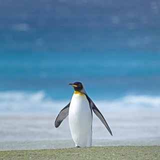 Ein erwachsener Königspinguin steht alleine auf einer Insel