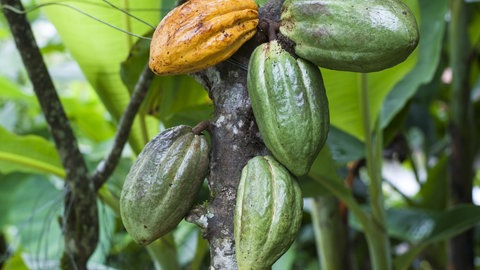 Ganz schön anspruchsvoll: Der Kakaobaum (Theobroma cacao) trägt zwar das ganze Jahr über Blüten und Früchte, allerdings nur bei ganz bestimmten Wetterbedingungen. Und in Ghanas Eastern Region sind sie perfekt.