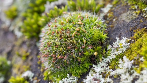 Gemeines Kissenmoos (Grimmia pulvinata) wächst auf einer Mauer: Moose sind ganz besondere Pflanzen: Sie waren vor 450 Millionen Jahren die ersten Bewohner des Festlands, machten die Kontinente grün und gaben der Evolution einen ordentlichen Schub. Ihr ökologischer Wert wird oft unterschätzt: Sie helfen, die Luft zu reinigen und bauen Moore auf. 