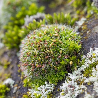 Gemeines Kissenmoos (Grimmia pulvinata) wächst auf einer Mauer: Moose sind ganz besondere Pflanzen: Sie waren vor 450 Millionen Jahren die ersten Bewohner des Festlands, machten die Kontinente grün und gaben der Evolution einen ordentlichen Schub. Ihr ökologischer Wert wird oft unterschätzt: Sie helfen, die Luft zu reinigen und bauen Moore auf. 