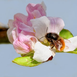 Gehörnte Mauerbiene bestäubt eine Apfelblüte