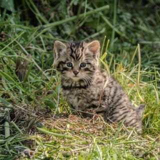 Baby-Wildkatze im Gras