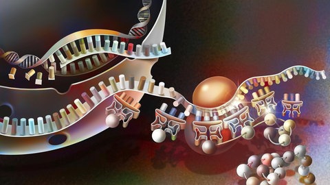 Transkription von DNA in Messenger-RNA und deren Translation: Ernährung, Stress, Bewegung – all diese Faktoren hinterlassen Spuren auf unseren Genen und bestimmen mit, ob bestimmte Erbanlagen aktiv werden oder nicht. So beeinflussen Umwelt und Lebensstil unsere Gesundheit und unsere Persönlichkeit – und das oft über Generationen hinweg. 