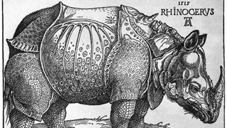 Druck von dem Panzernashorn, dass  Maximilian I. vom König aus Lissabon bekommen hat.