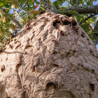 Nest der Asiatischen Hornisse