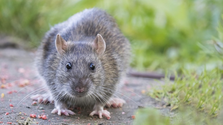 Eine junge Wanderratte (Rattus norvegicus) sitzt auf einem Pfad und schaut neugierig nach vorn: Überall, wo wir leben, sind auch Ratten. Viele finden die Tiere eklig. Wie verbreitet sind Rattenplagen? Und muss man die Ratten bekämpfen?