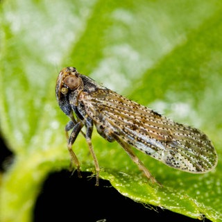 Pelz-Glasflügelzikade