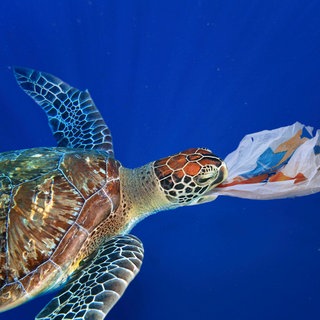 Meeresschildkröte verschluckt eine Plastiktüte