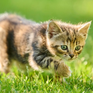Niedliches Kätzchen tapst über eine Wiese: Ob Babys, süße Hunde oder Kuscheltiere – niedliche runde Gesichter mit großen Augen und kleiner Stupsnase fesseln unsere Aufmerksamkeit und machen uns fürsorglich. Und Niedlichkeit kann unser Wohlbefinden steigern, Stress abbauen und Produktivität anregen. Warum ist das so?