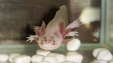 Biblische Fähigkeiten des Axolotls. Wie Jesus in der Bibel