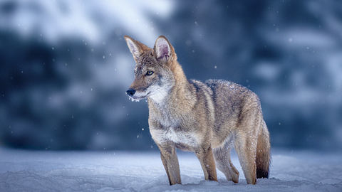Ausgestorbener Dire Wolf wurde auf Basis von Genen des Grauwolfes (Hier zu sehen) gezüchtet.