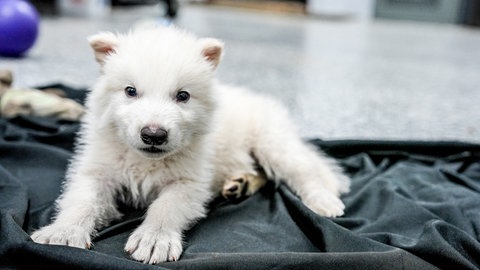 Verschiedene Altersstufen: Ausgestorbener Dire Wolf mit etwa einem Monat.