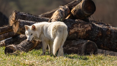 Verschiedene Altersstufen: Ausgestorbener Dire Wolf mit etwa 5 Monaten.