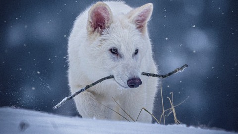 Ein Exemplar des ausgestorbenen Dire Wolf, der von der US-Firma beinahe wiedererweckt wurde.