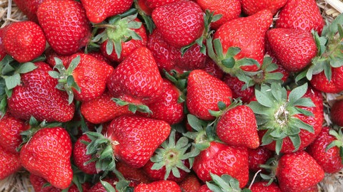 Erdbeeren in einer Schale. Die Bezeichnung Erdbeermond hat – trotz des besonderen Phänomens – nichts mit der Farbe des Mondes zu tun.