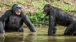 Bonobos lachen sich an, tags: Bonobos Studie hineinversetzen