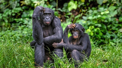 Zwei Bonobos sitzen in derselben Pose nebeneinander, tags: Bonobos Studie hineinversetzen