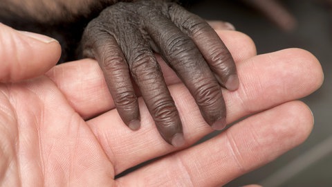 Mensch hält die Hand eines Bonobos, tags: Bonobos Studie hineinversetzen