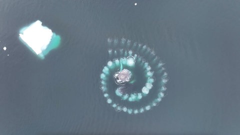 Drohnen-Perspektive zeigt: Buckelwale nutzen komplexe Blasennetze um ihre Beute zu fangen