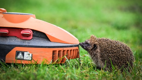 Igel vor Mähroboter. Crashtests mit Igel-Dummys zeigen, ob die Roboter gefährlich sind.