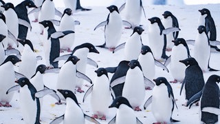 Pinguine und Exkremente in der Antarktis. Forschende aus Finnland haben untersucht, wie viel Ammoniak aus Pinguinexkrementen in die Atmosphäre über der Antarktis tritt. Ammoniak, gemeinsam mit anderen Stoffen, kann die Wolkenbildung begünstigen und damit das Klima beeinflussen.