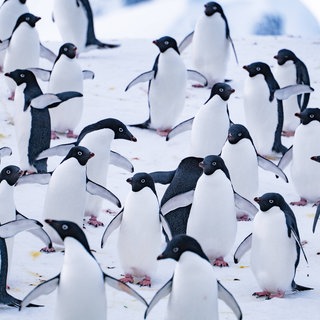 Pinguine und Exkremente in der Antarktis. Forschende aus Finnland haben untersucht, wie viel Ammoniak aus Pinguinexkrementen in die Atmosphäre über der Antarktis tritt. Ammoniak, gemeinsam mit anderen Stoffen, kann die Wolkenbildung begünstigen und damit das Klima beeinflussen.