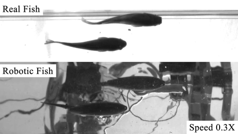 Oben echte Fische, unten Roboterfische im Wasser für die Analyse der Bewegung und des Schwarmverhaltens. 