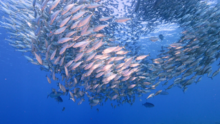 Fischwarm im Meer und wie Fischaugen das Schwarmverhalten von Fischen koordinieren