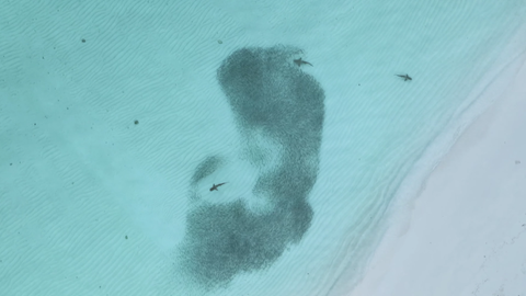 Fischwarm bei einem Haiangriff und wie Fischaugen das Schwarmverhalten, die Bewegung, von Fischen koordinieren