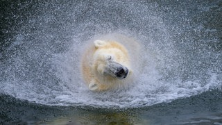 Eisbär im Wasser. Dank des Fetts am Eisbärenfäll bleibt kein Eis am Tier hängen. Eine mögliche umweltfreundliche PFAS-Alternative?