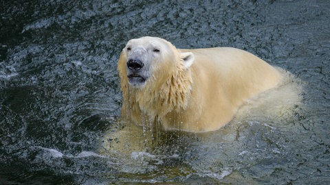 Dank ihres körpereigenen Fetts vereist das Fell eines nassen Eisbären auch bei den akrtischen Temperaturen nicht. Stattdessen kann das Tier das Eis einfach abschütteln.