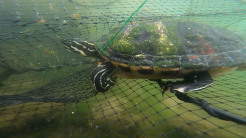 Schildkröte schwimmt in Netz.
