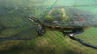 Schildkröte schwimmt in Netz.