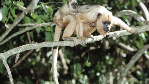 Brüllaffen Baby mit seiner Mutter