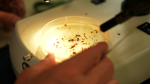 Insekten und Spinnen unter dem Mikroskop, tags: Aussterben bedrohten Feldhamster Insekten retten
