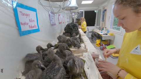 Aufzucht der Waldrapp-Küken