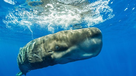 Pottwale haben eine dicke Haut. Sie können bis zu 3.200 Meter tief tauchen und dabei über zwei Stunden unter Wasser bleiben. 